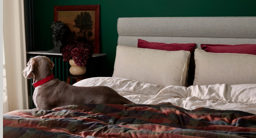 Vispring Bett mit Hund und weinroten Kissen in privater Schlafumgebung