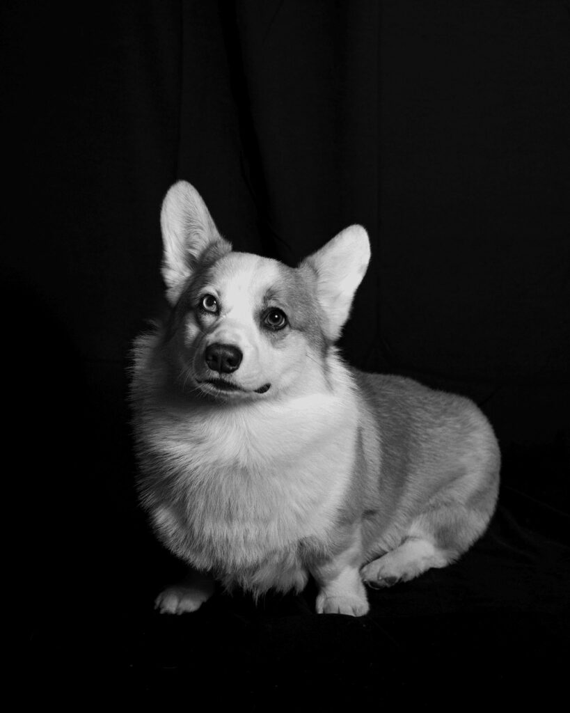 Simba, Chief Happiness Officer bei Treutlein